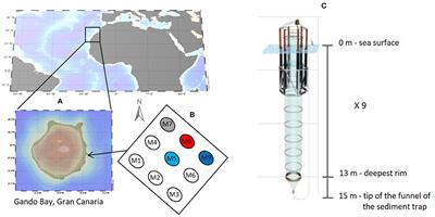 Application of Stable Carbon Isotopes in a Subtropical North Atlantic MesocosmStudy: A New Approach to Assess CO2 Effects on the Marine Carbon Cycle